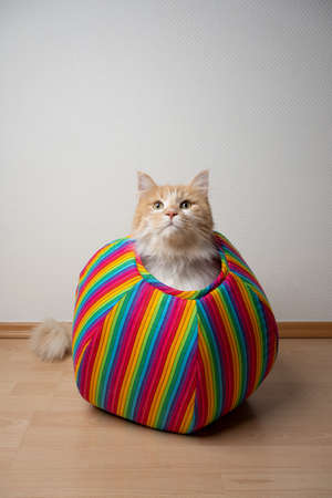 curious cat inside of multi colored pet cave looking out with copy spaceの写真素材