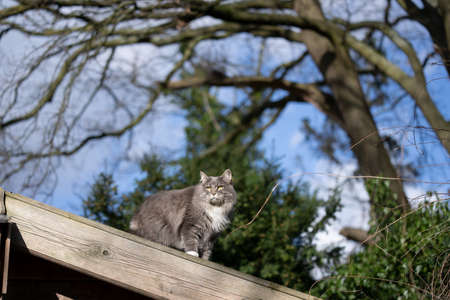 cat standing on rooftop of wooden shed outdoors in the back yard observing the gardenの写真素材