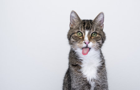portrait of naughty cat sticking out tongue making funny face on white backgroundの写真素材