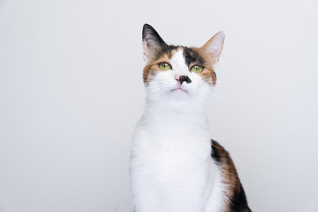 cute calico cat portrait on white background with copy spaceの写真素材