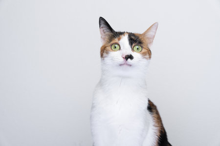 portrait of calico cat looking irritated or surprised on white backgroundの写真素材