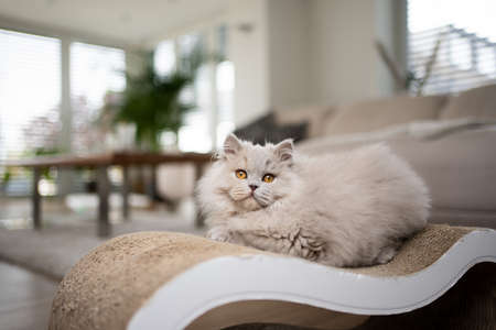 fluffy longhair cat resting on scratching cardboard in living room looking at cameraの写真素材