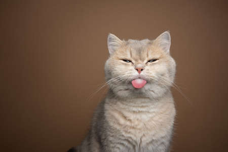 naughty british shorthair cat sticking out tongue on brown background with copy space