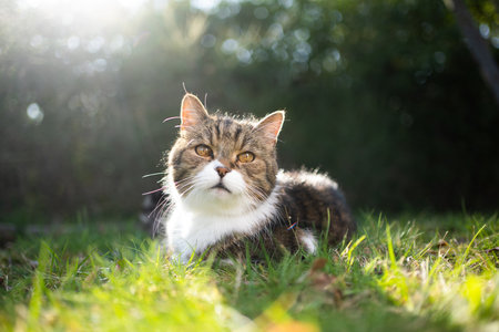 cute cat resting on lawn in backlightの写真素材
