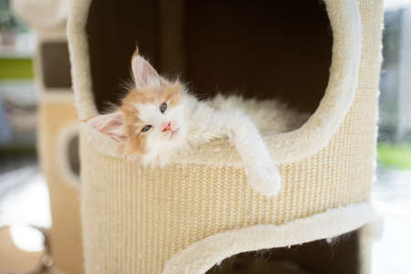 tired ginger white maine coon kitten resting inside of comfortable scratching barrelの写真素材