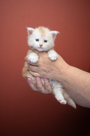 pet owner holding up white ginger kitten with both hands on brown backgroundの写真素材