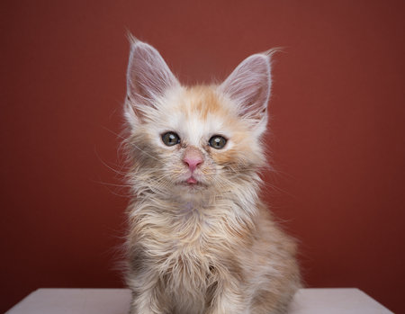 poor scruffy ginger kitten looking at camera portrait on red brown background with copy spaceの写真素材