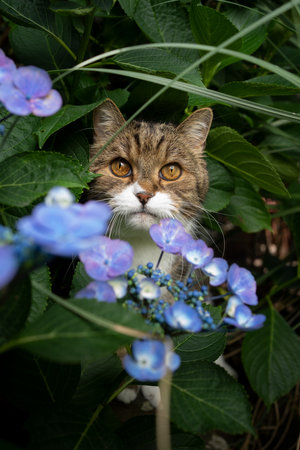 cute tabby white british shorthair cat standing amif blossoming hydrangea plant looking at camera