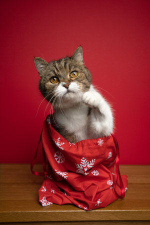 curious cat sitting inside of santa bag for christmas looking at camera with paw up. portrait on red background with copy spaceの写真素材