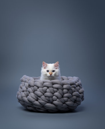 fluffy white siberian kitten sitting in comfortable braided cat bed on gray background with copy spaceの写真素材