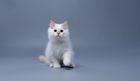 playful fluffy white siberian kitten with wide dilated pupils looking at camera on gray background with copy spaceの写真素材