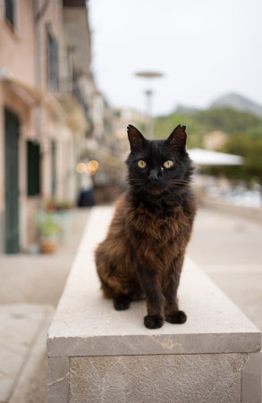 black fluffy stray cat with tipped ears sitting in low wall in port de soller, mallorca, spainの写真素材