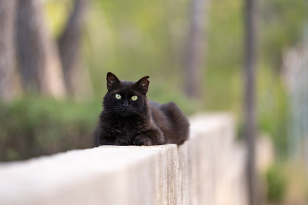 black stray cat with tipped ear resting on a concrete wall in mallorca, spainの写真素材