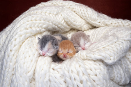 thre newborn kittens together on soft comfortable blanketの写真素材