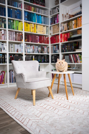 cat sitting on table in modern home interior with colorful book shelf in backgroundの写真素材