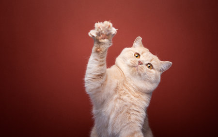 playful ginger british shorthair cat raising paw on red background with copy spaceの写真素材