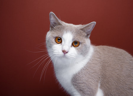white lilac british shorthair cat with orange eyes portrait on red backgroundの写真素材