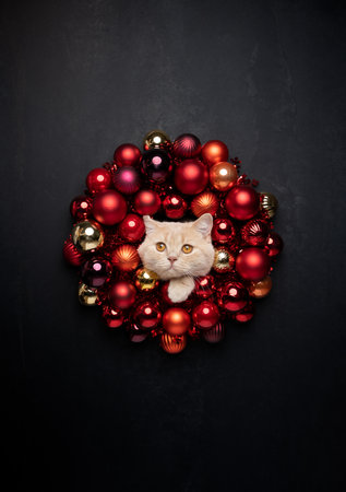 funny christmas cat portrait with red bauble wreath and tinsel decorationの写真素材