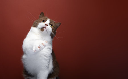 playful brown white british shorthair cat raising paw looking up portrait on red backgroundの写真素材