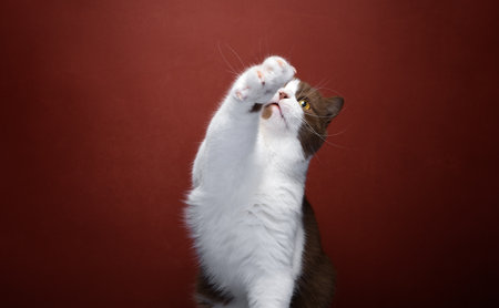 playful brown white british shorthair cat raising paw looking up portrait on red backgroundの写真素材
