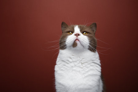 brown white british shorthair cat looking up portrait on red backgroundの写真素材