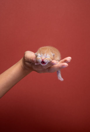 female hand holding newborn ginger kitten on red background with copy spaceの写真素材