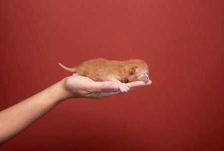 side view of a female hand holding newborn kitten on red background with copy spaceの写真素材