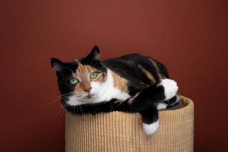 lazy calico cat relaxing on sisal scratching barrel lying on side, looking at camera on red background with copy spaceの写真素材