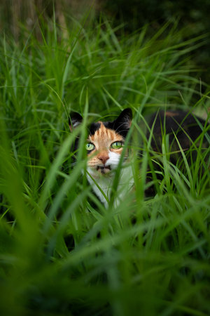 calico cat on the prowl walking through high grass looking at cameraの写真素材