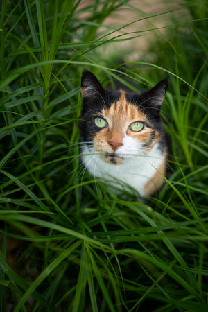calico cat on the prowl sitting in high grass, looking up observing birdsの写真素材