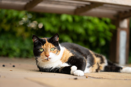 lazy calico cat resting outdoors lying on side under a bench looking at cameraの写真素材