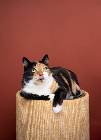calico cat resting on sisal scratching barrel, licking lips looking hungry on red background with copy spaceの写真素材