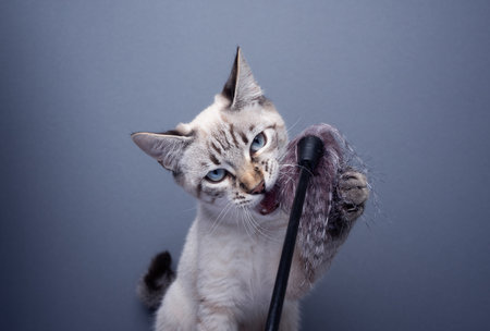 naughty kitten playing with feather toy looking at camera on gray background with copy spaceの写真素材