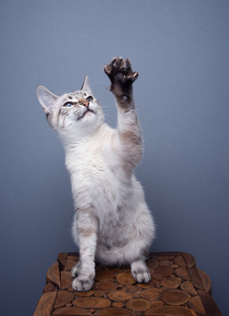 playful young cat raising paw on gray background with copy spaceの写真素材