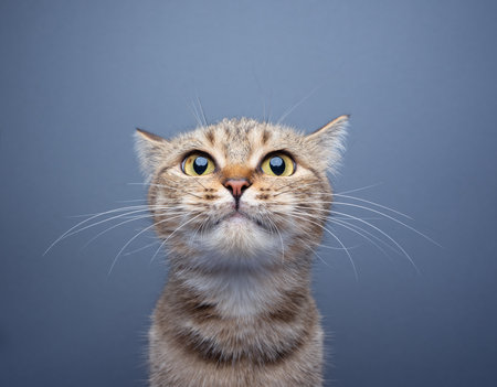 cute tabby cat with big eyes making a funny face looking at camera on gray background with copy spaceの写真素材