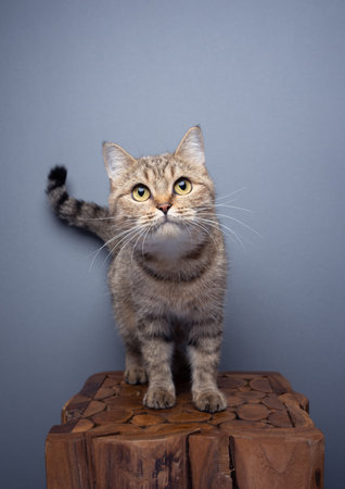 curious tabby cat standing on wooden pedestal portrait on gray background with copy spaceの写真素材
