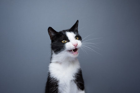 tuxedo cat making funny face, meowing on gray background with copy spaceの写真素材