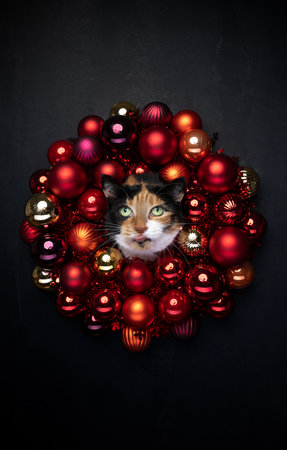 christmas cat portrait. Calico cat sticking head through red xmas bauble wreath on black background with copy space, funny face with tongue outの写真素材