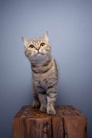 curious tabby cat standing on wooden pedestal portrait on gray background with copy spaceの写真素材