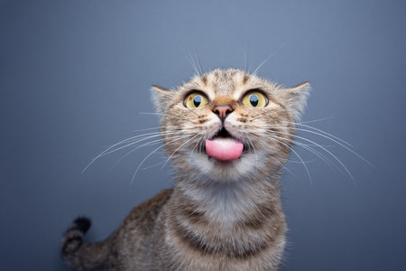 silly cat making funny face sticking out tongue on gray background with copy spaceの写真素材