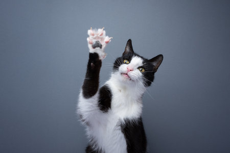 playful tuxedo cat raising paw showing claws on gray background with copy spaceの写真素材