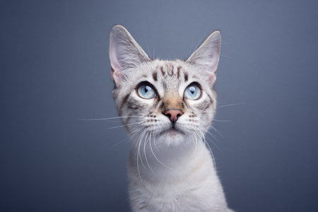 cute blue eyed kitten portrait on blue gray background with copy spaceの写真素材