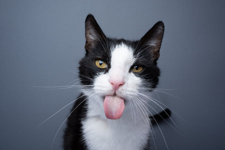 tuxedo cat sticking out tongue, making funny face portrait on gray background with copy spaceの写真素材