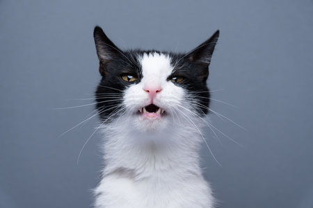tuxedo cat making funny face, meowing with mouth open, looking at camera, portrait on gray backgroundの写真素材