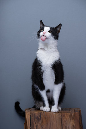 tuxedo cat sitting on wooden pedestal sticking out tongue. full body shot on gray background with copy spaceの写真素材