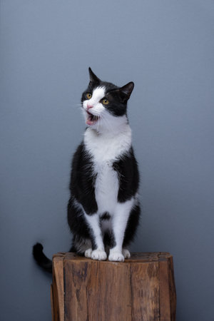tuxedo cat with mouth open, sitting on wooden pedestal meowing. full body shot on gray background with copy spaceの写真素材