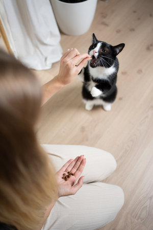 high angle view of female pet owner hand feeding tuxedo cat with dried food snack. hungry cat rearing up to reach treat.の写真素材