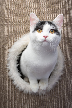 cute white black cat inside of sisal scratching barrel looking out at camera curiouslyの写真素材