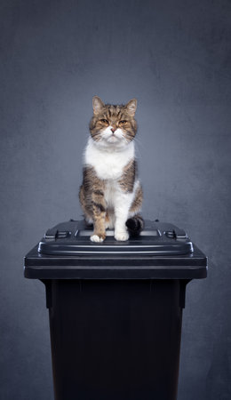 cat sitting on top of garbage containter with residual waste. concept image for environmental pollution through cat litterの写真素材