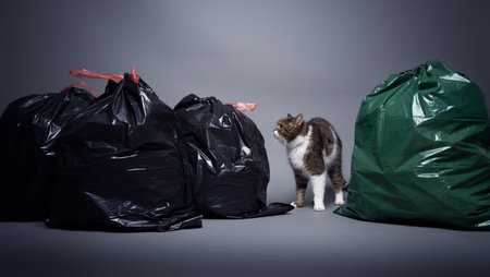 cat between trash bags with residual waste and organic waste. concept image for pollution with cat litterの写真素材